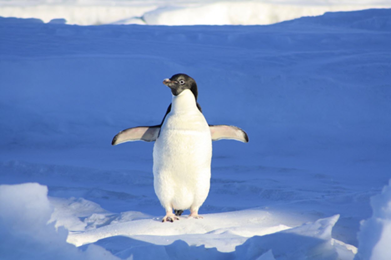 very-confident-adelie-penguin